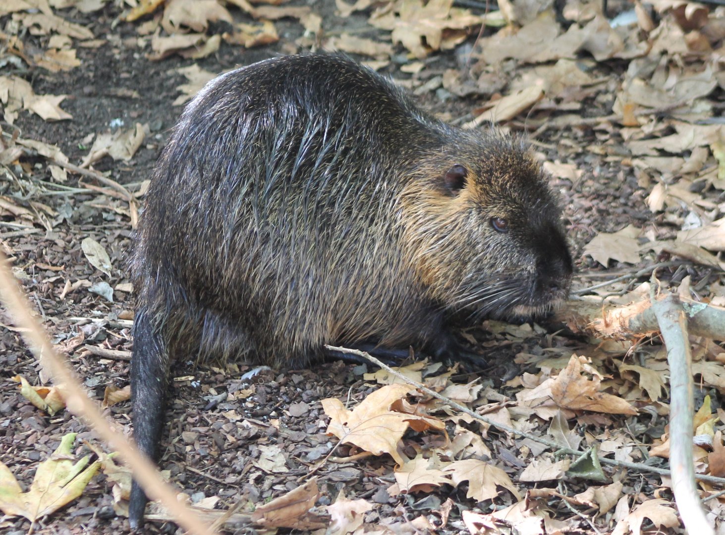 Coypu