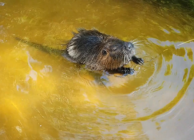 Coypu
