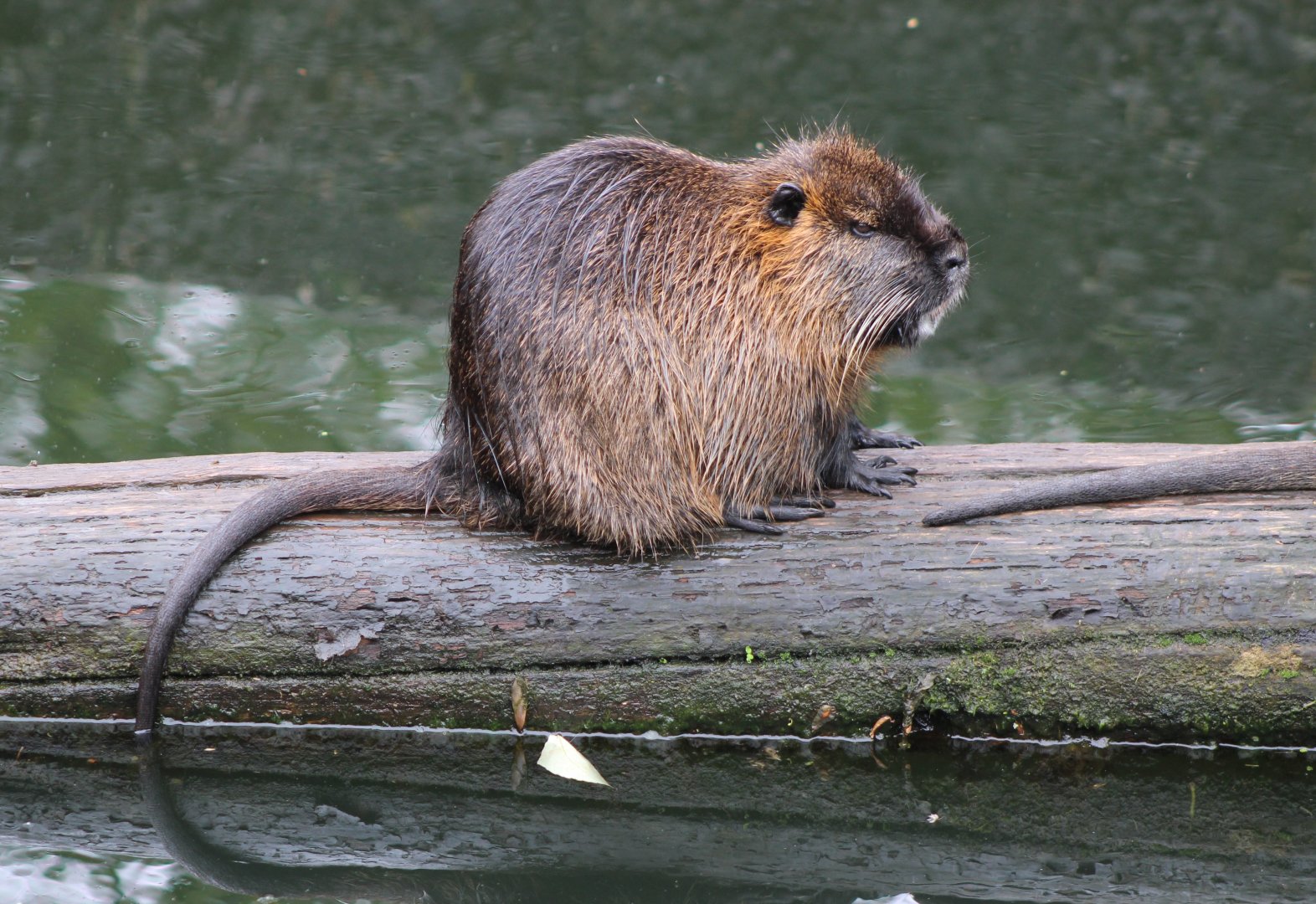 Coypu