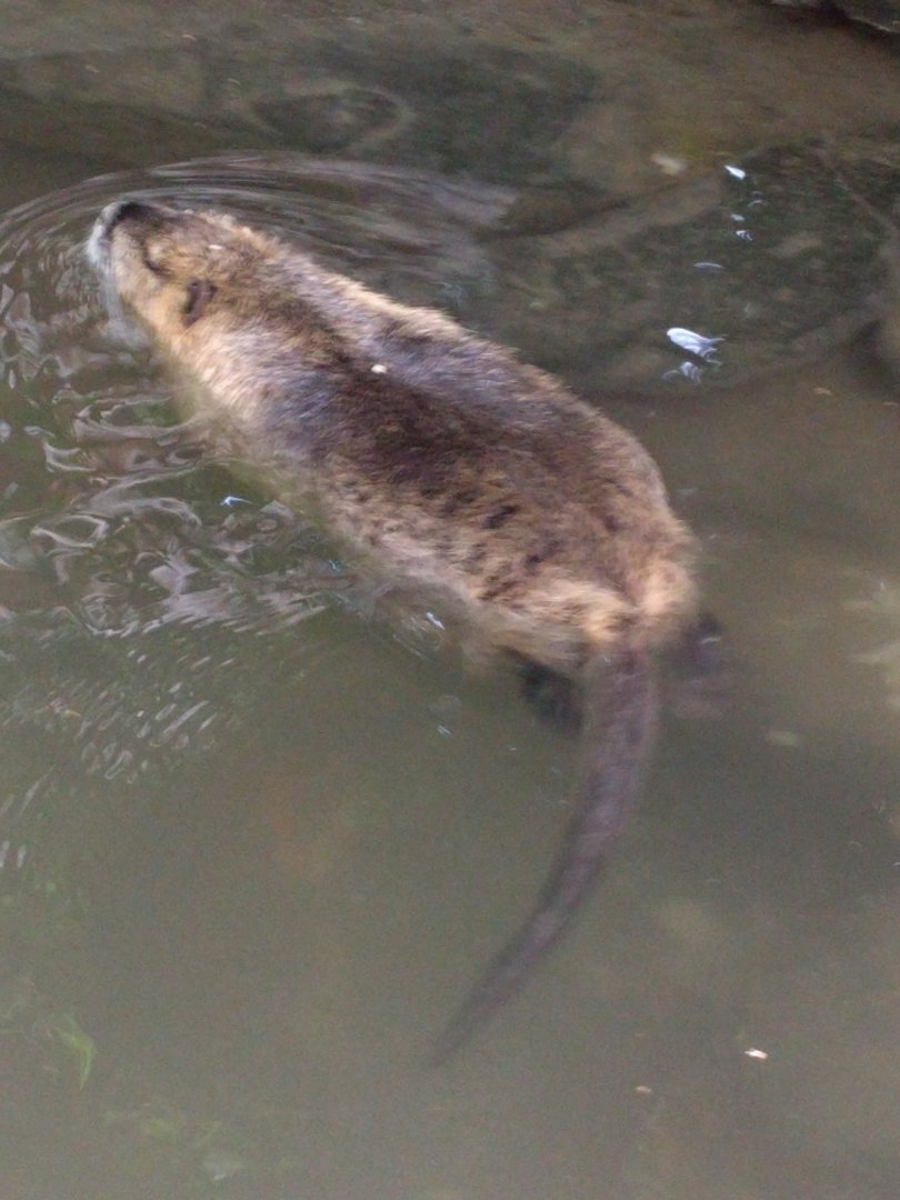 Coypu
