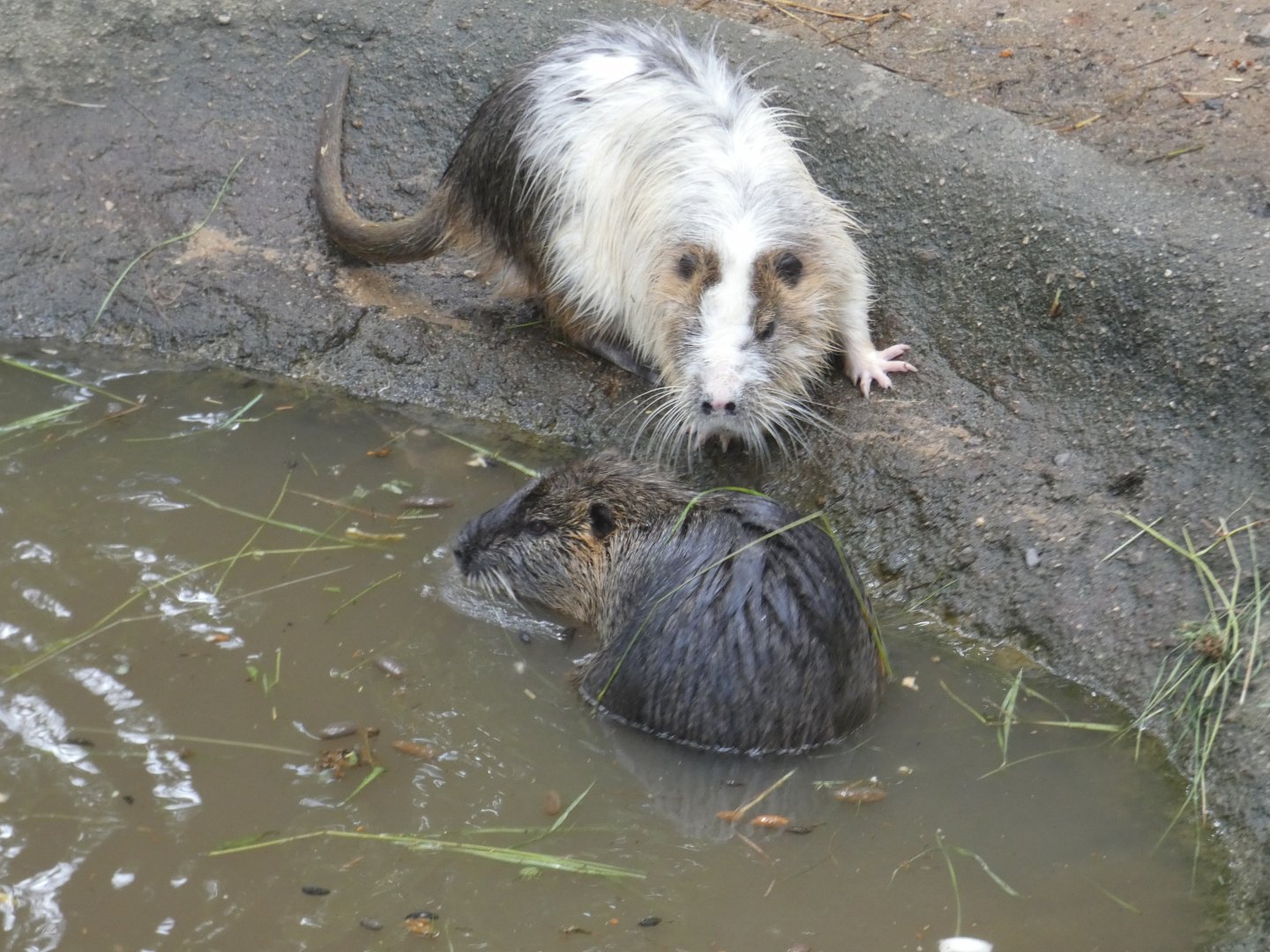 Coypu