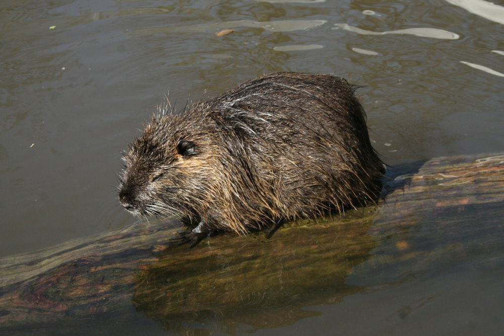 Coypu's (Myocastor coypus) 1