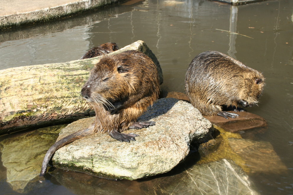 Coypu's (Myocastor coypus) 2