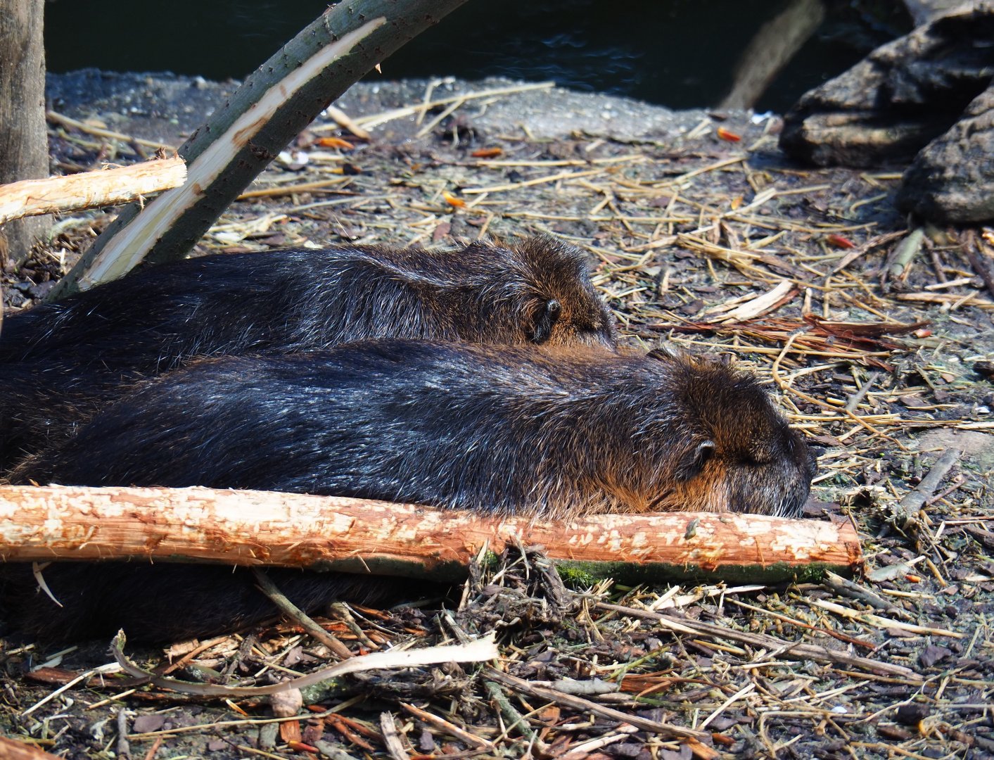 Coypus (Myocastor coypus), 2019-03-30