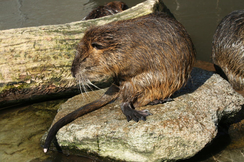 Coypu's (Myocastor coypus) 3