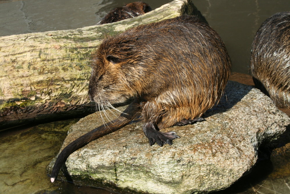 Coypu's (Myocastor coypus) 4