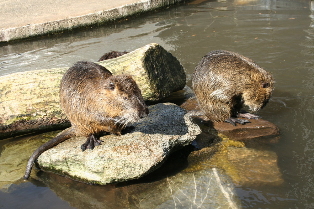 Coypu's (Myocastor coypus)  5