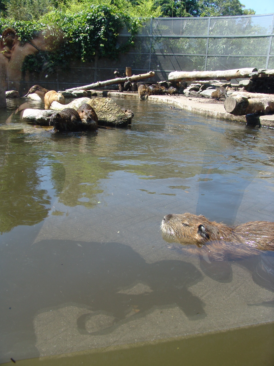 Coypu's (Myocastor coypus) Enclosure