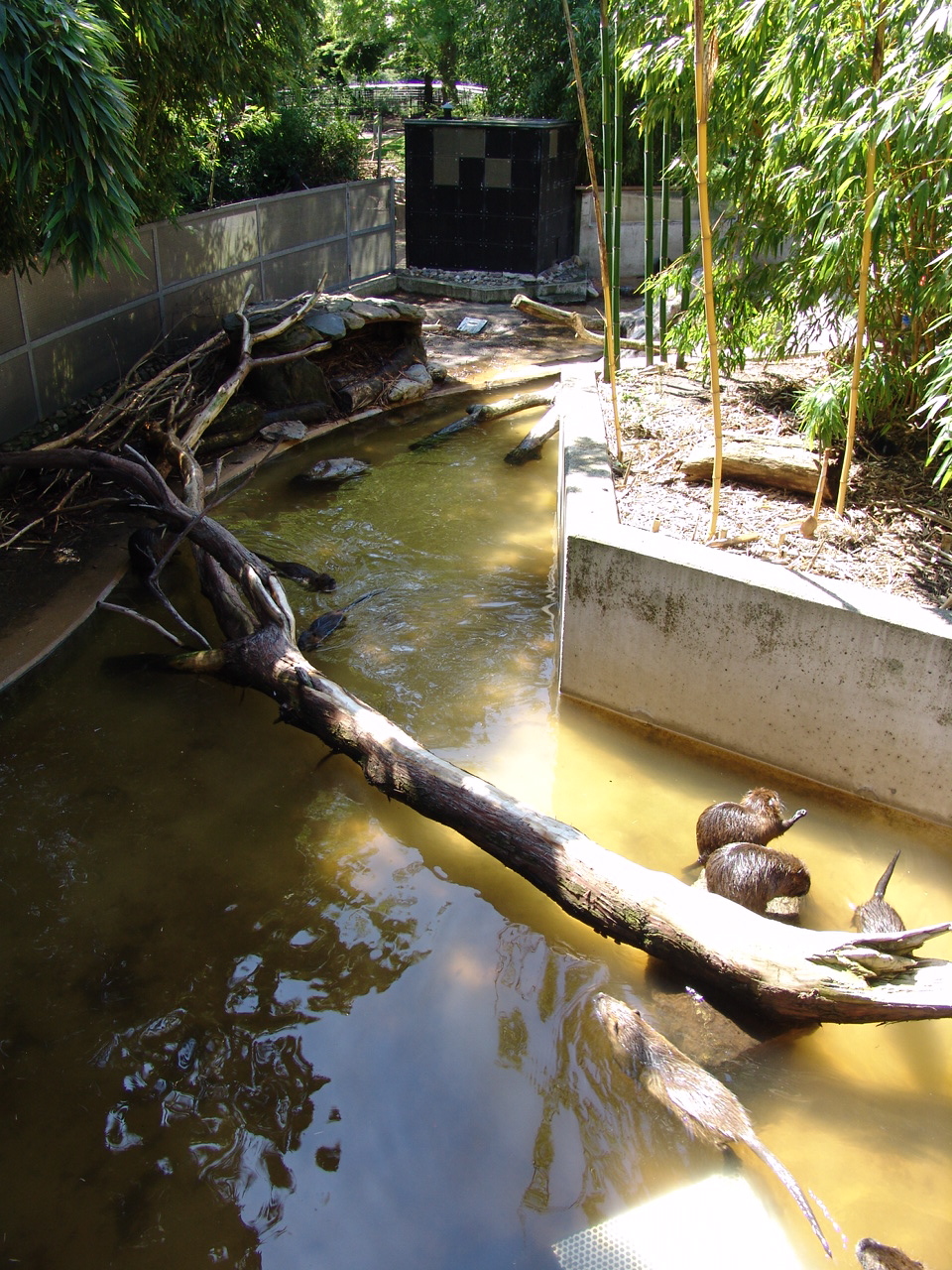 Coypu's (Myocastor coypus) Enclosure