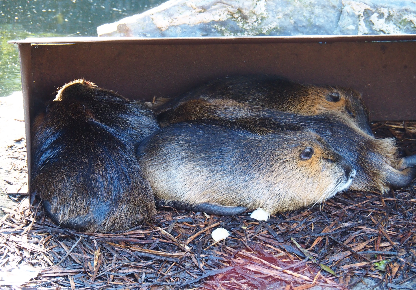 Coypus (Myocastor coypus), Oct 13th, 2018