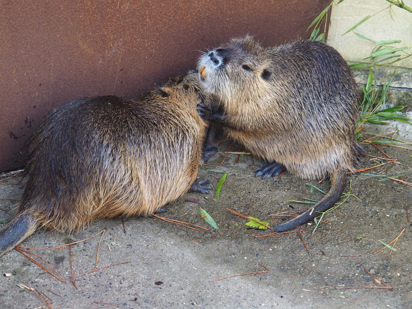 Coypus (Myocastor coypus)