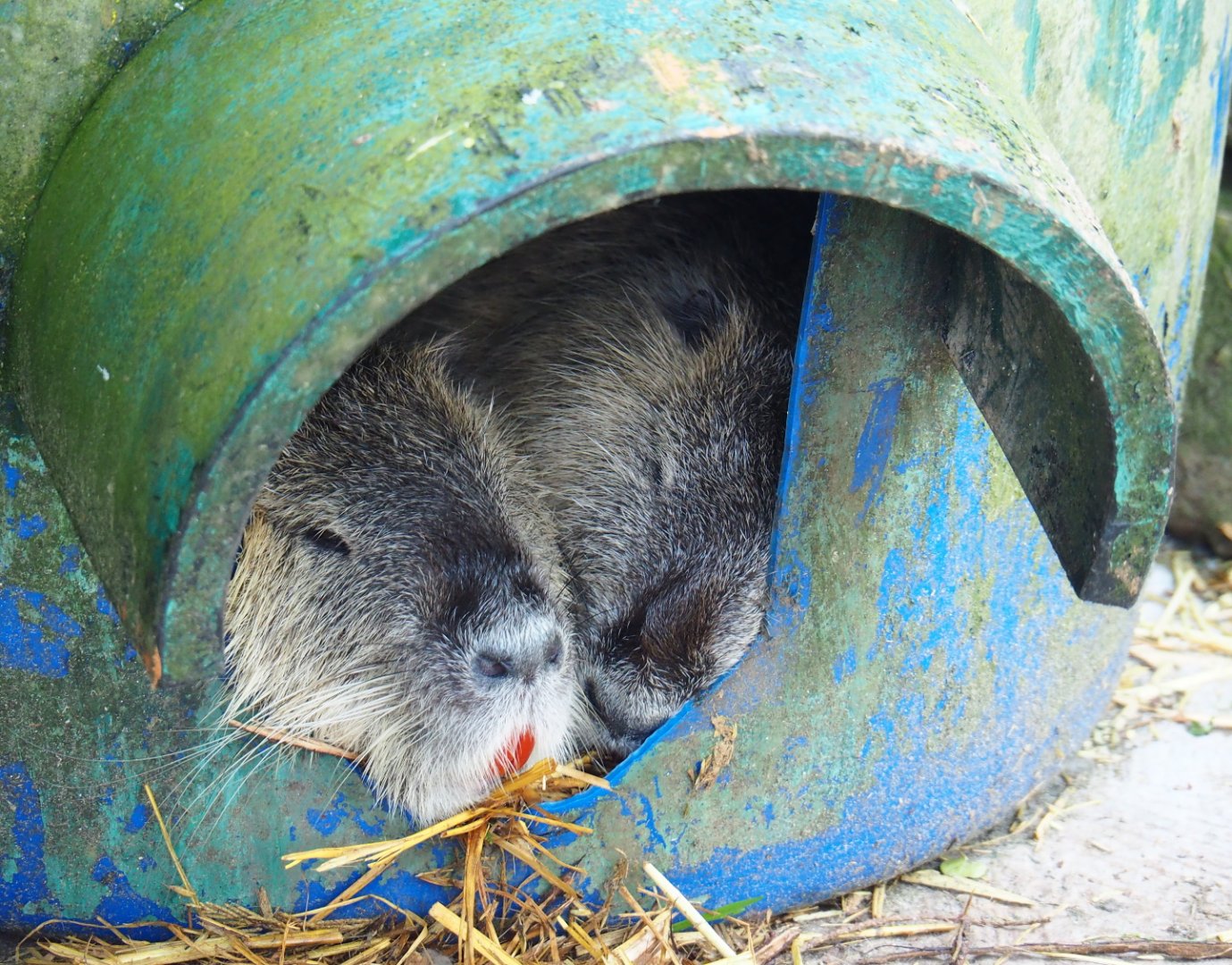 Coypus/Nutrias (Myocastor coypus) resting in barrel, 2019-06-01