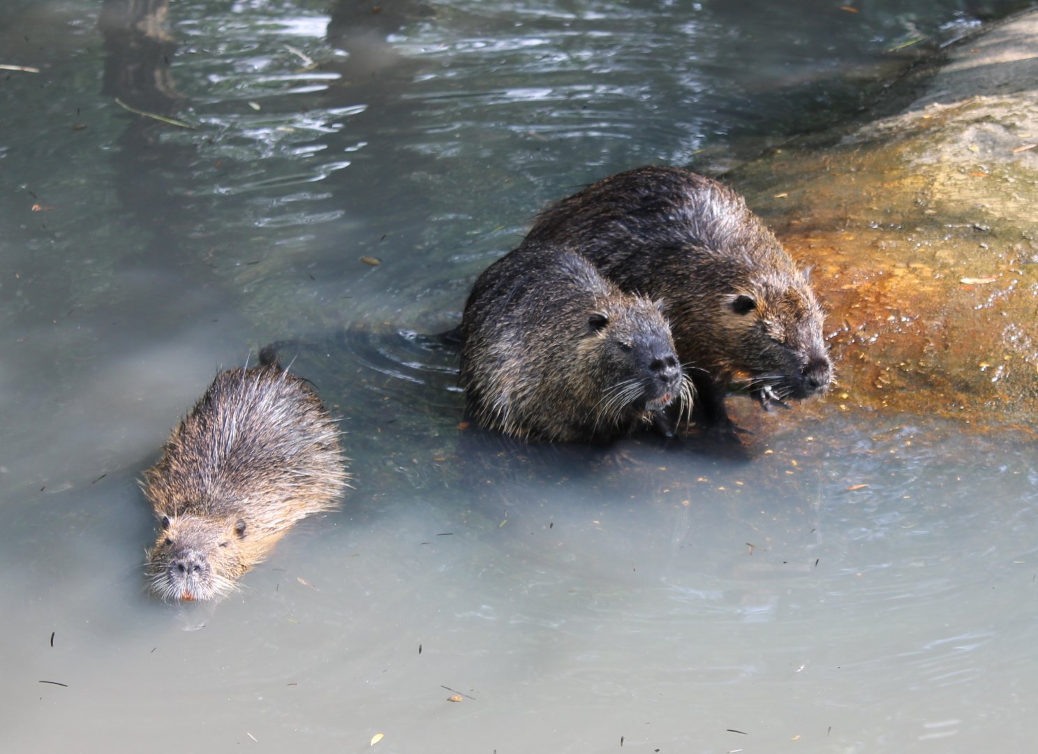 Coypu's