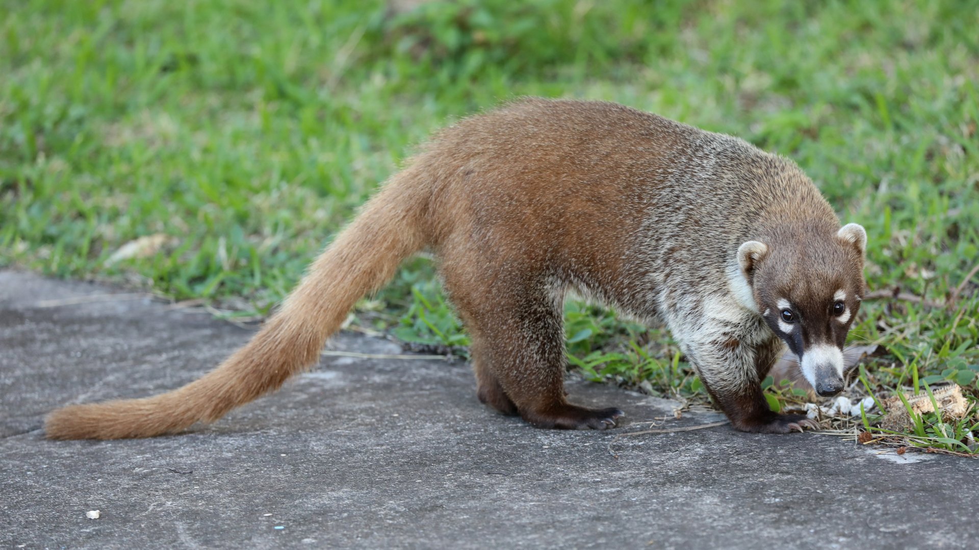 Cozumel coati (Nasua narica nelsoni)