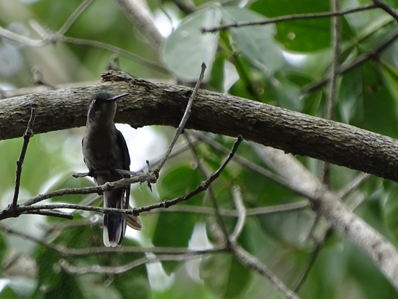 Cozumel emerald (Cynanthus forficatus)