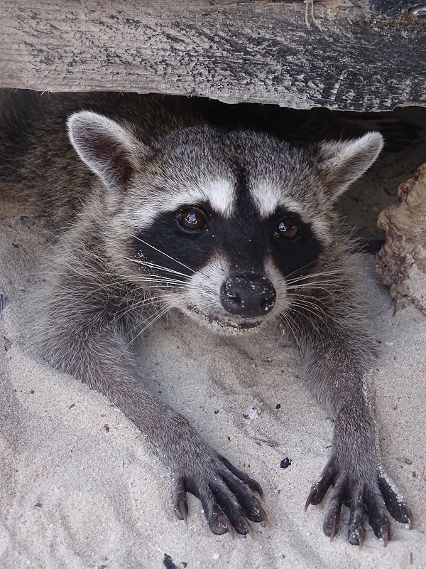 Cozumel raccoon (Procyon pygmaeus)