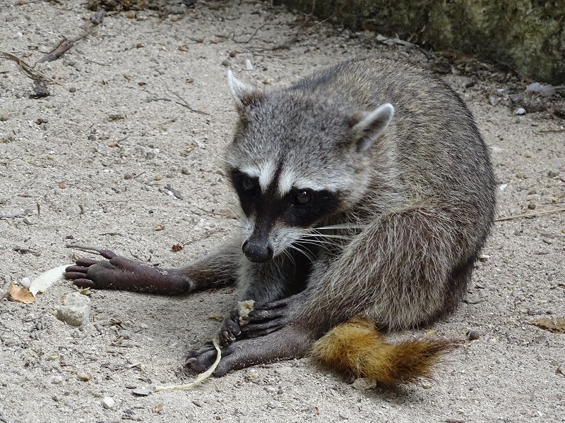Cozumel raccoon (Procyon pygmaeus)