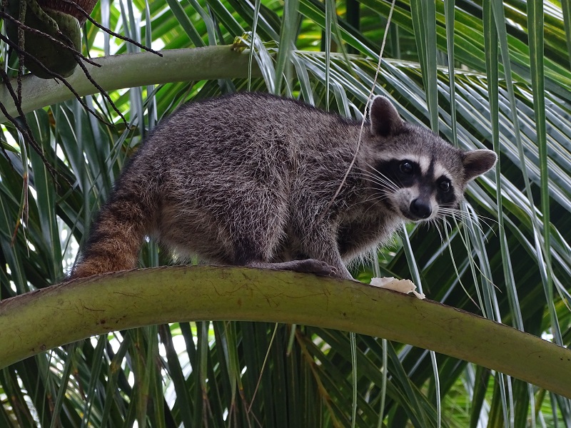 Cozumel raccoon (Procyon pygmaeus)