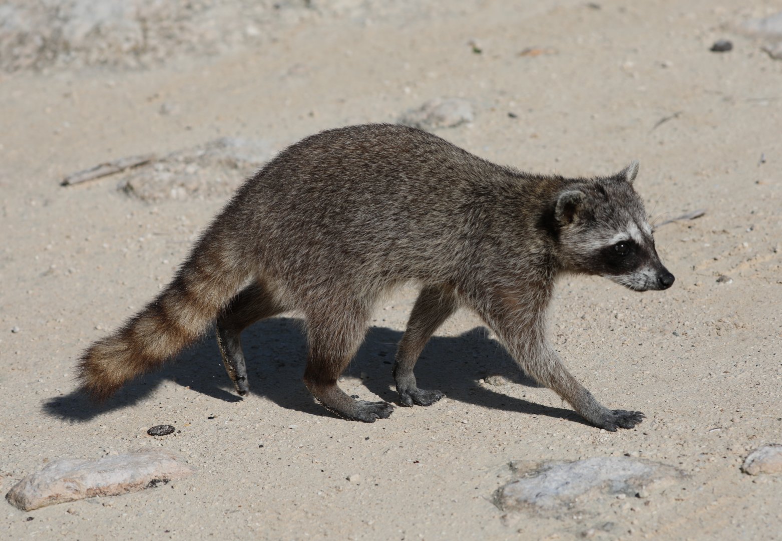 Cozumel raccoon (Procyon pygmaeus)