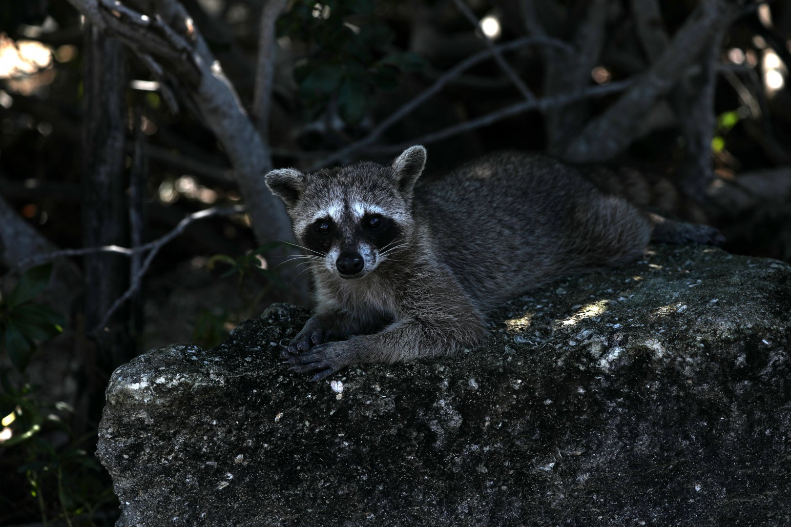 Cozumel raccoon (Procyon pygmaeus)