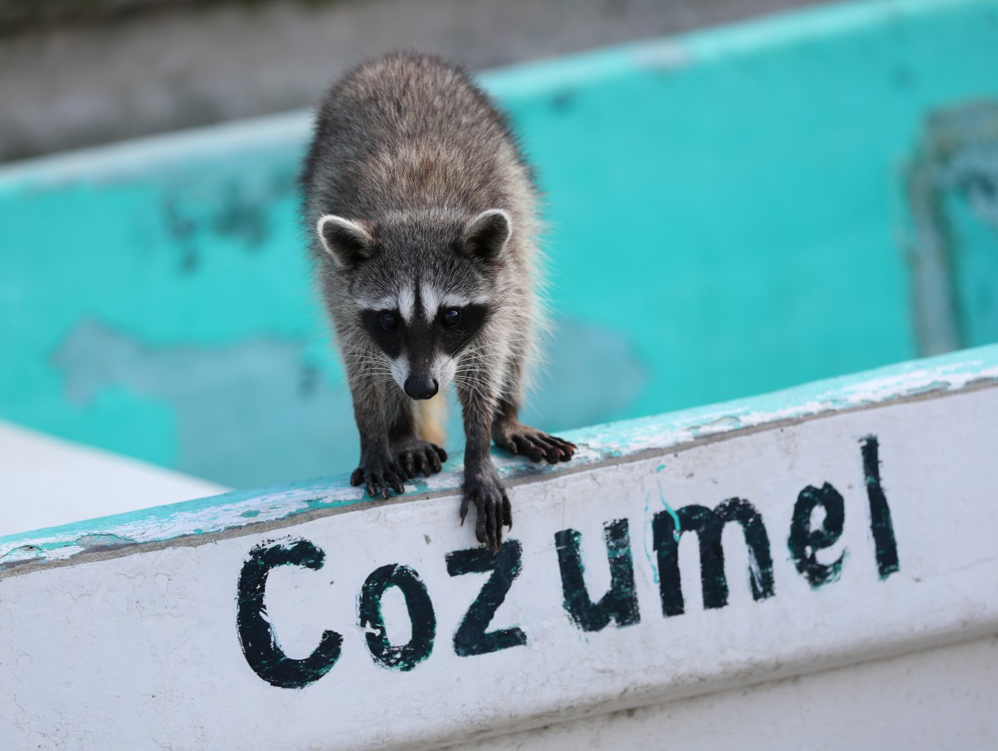 Cozumel raccoon (Procyon pygmaeus)