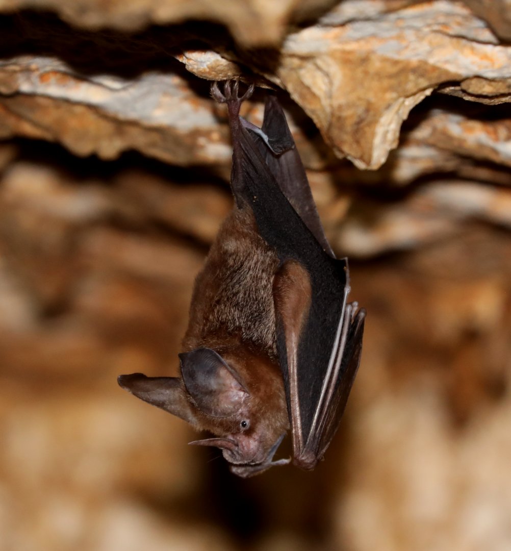 Cozumelan Golden Bat (Mimon cozumelae)