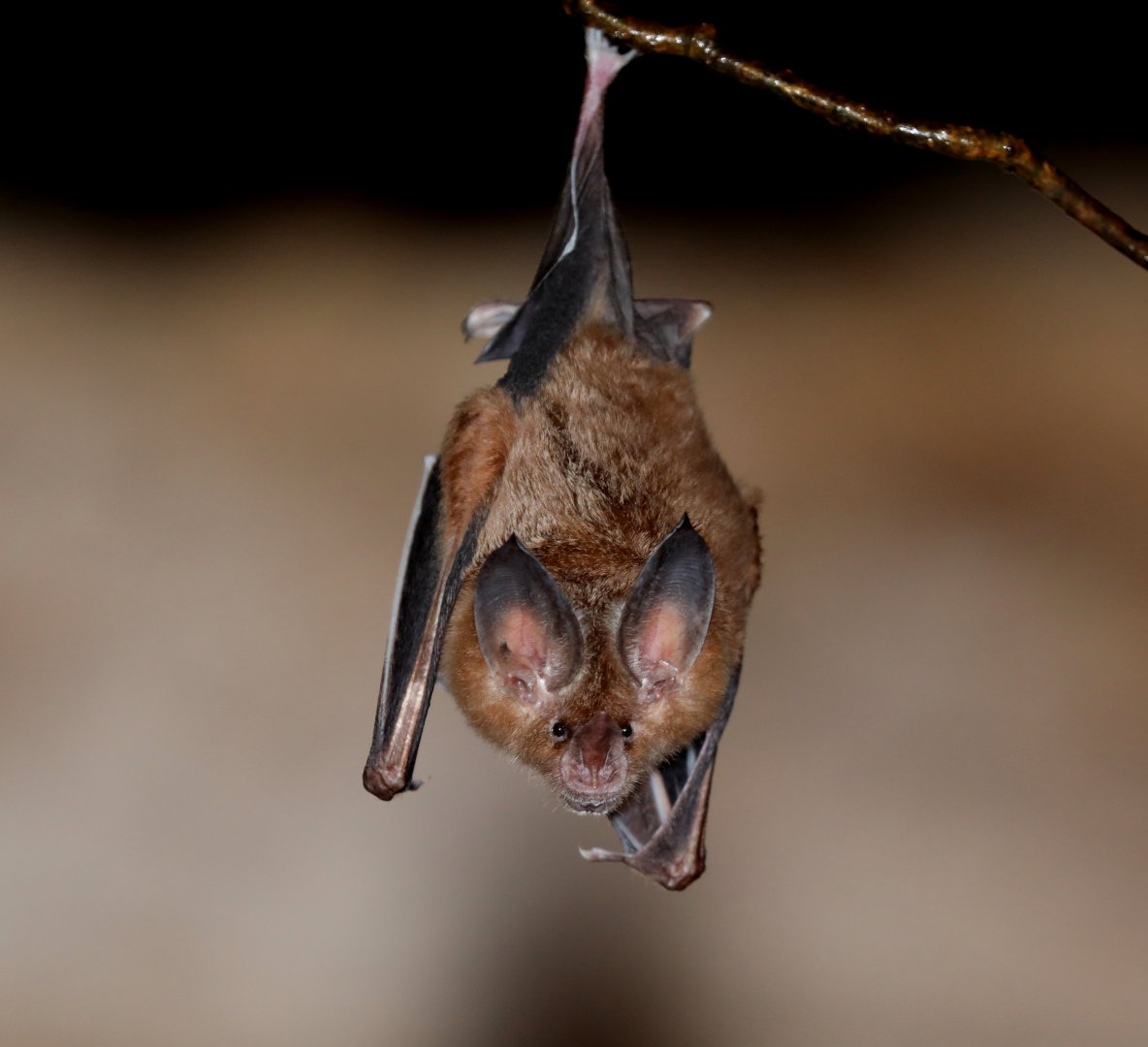 Cozumelan Golden Bat (Mimon cozumelae)