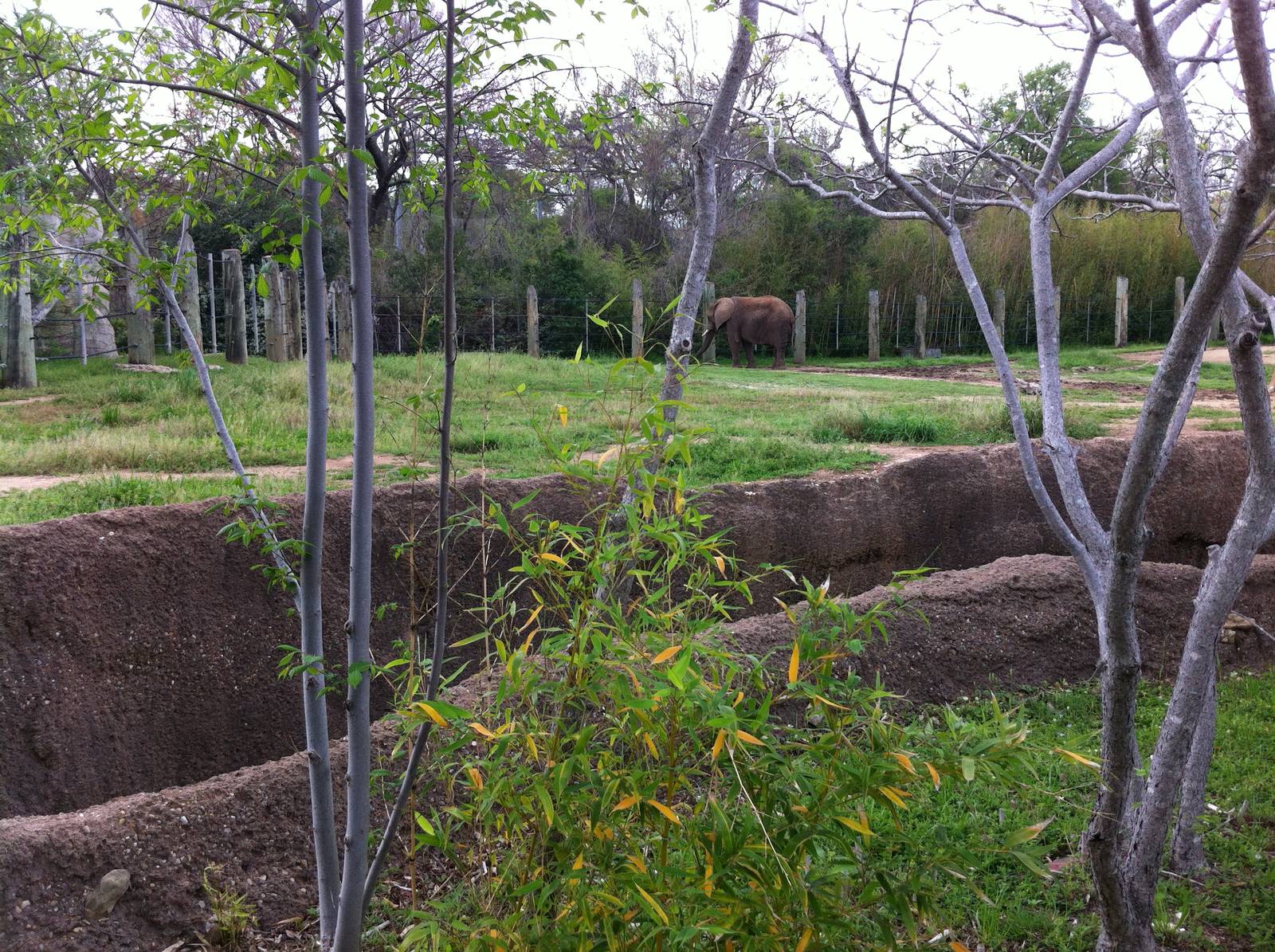 CPZ elephant enclosure