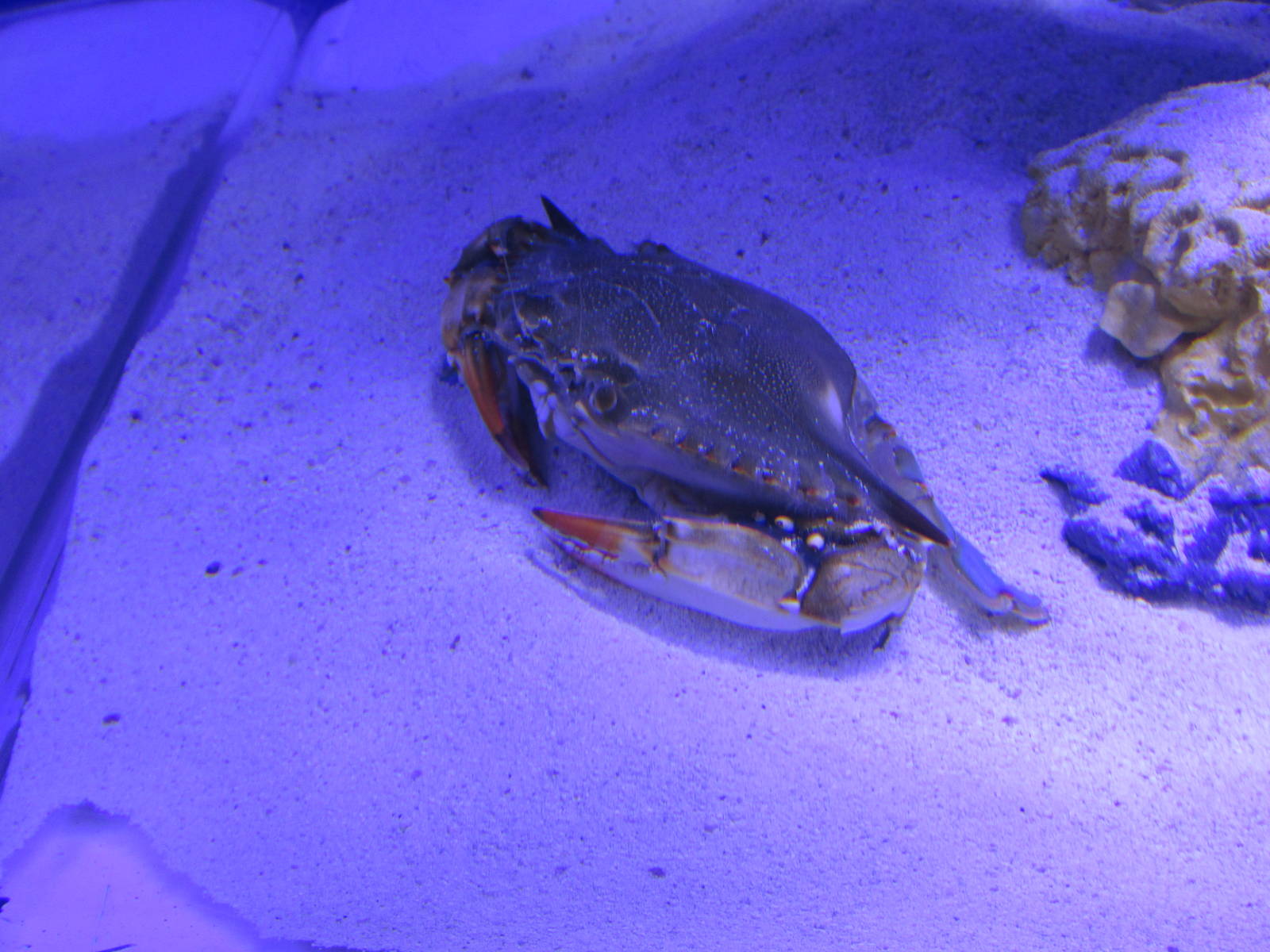 crab acuario inbursa