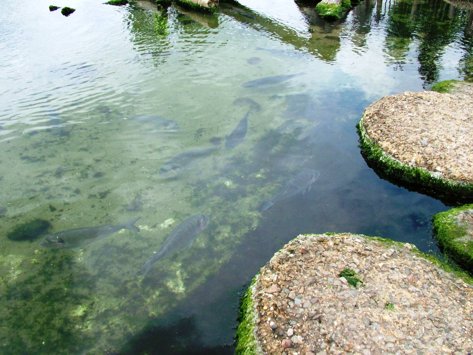 Crab Coast at Harderwijk, 01/06/12