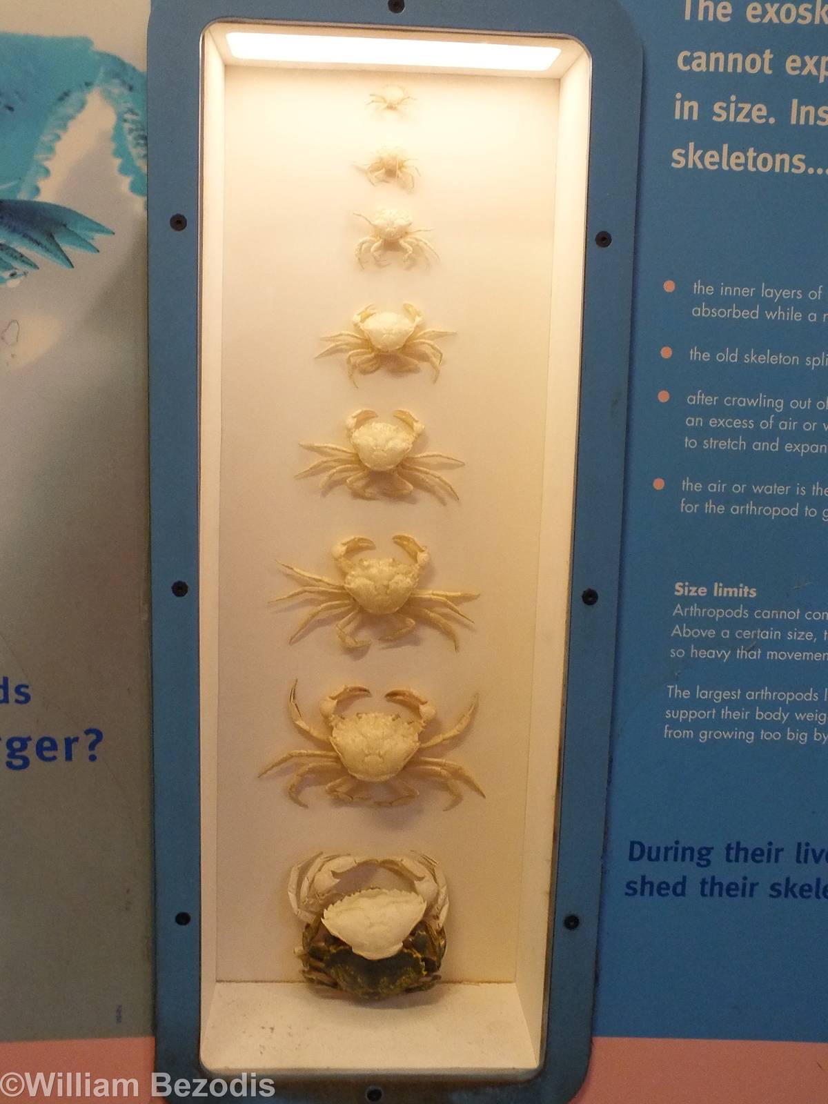 Crab Display - NHM London