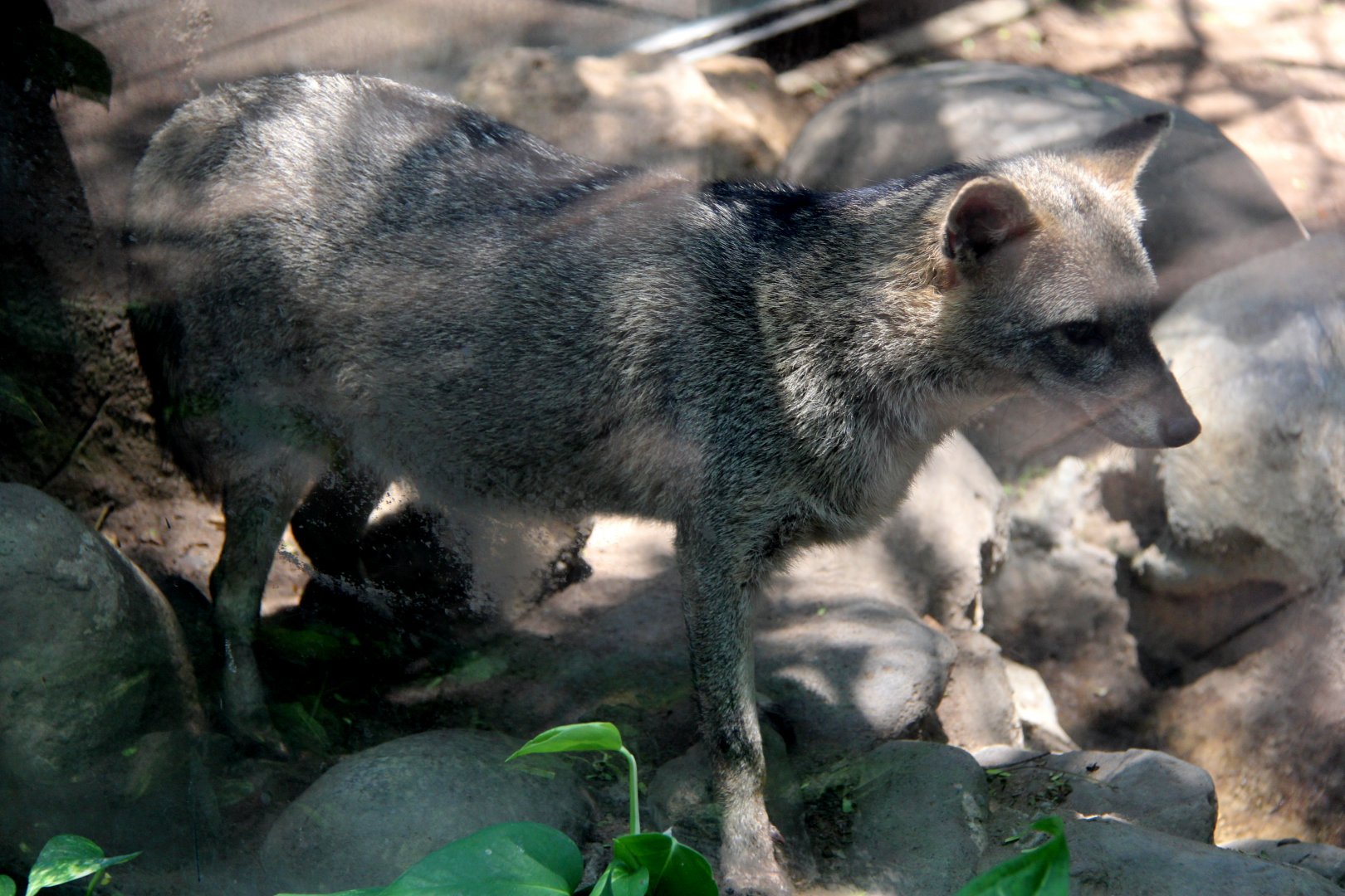 crab-eating fox (Cerdocyon thous)