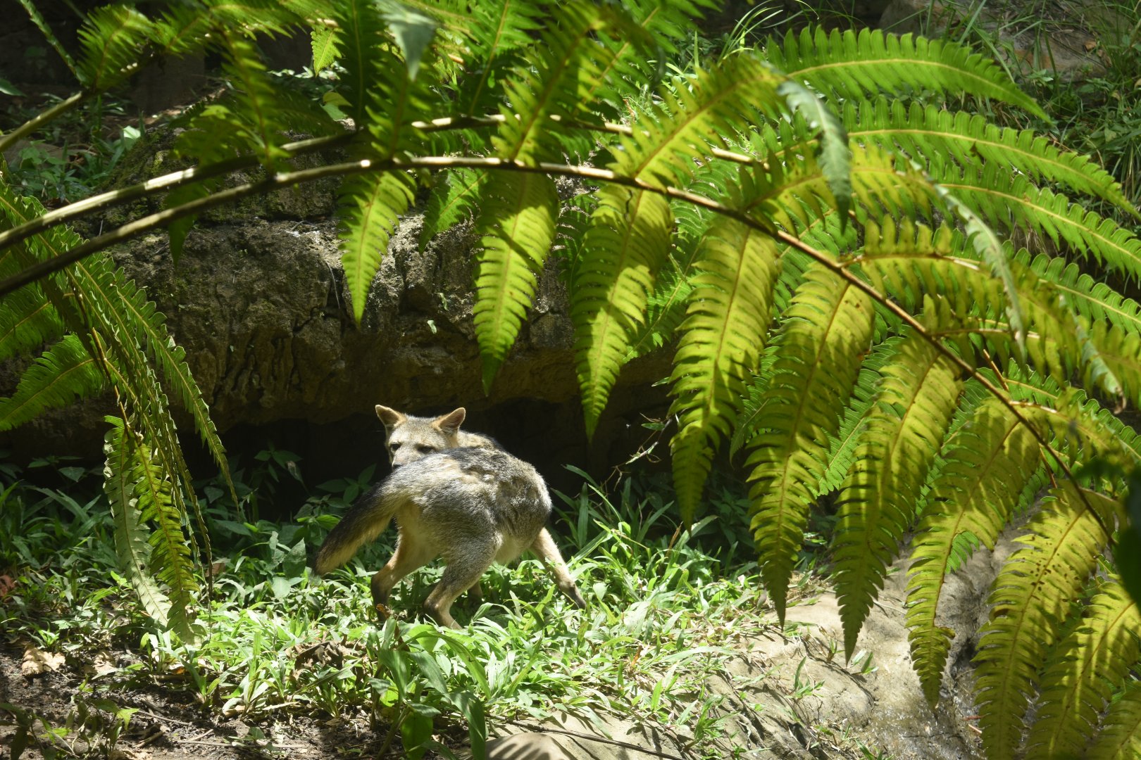 Crab-eating fox (Cerdocyon thous)