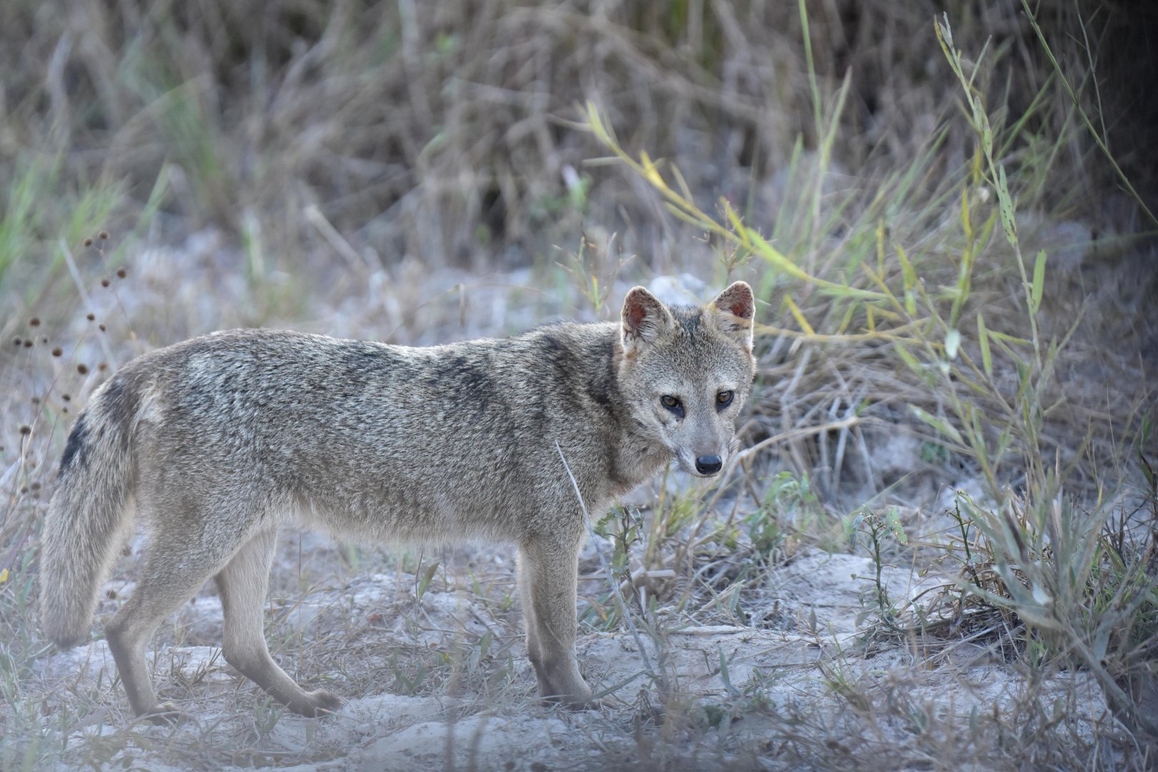 Crab-eating fox (Cerdocyon thous)