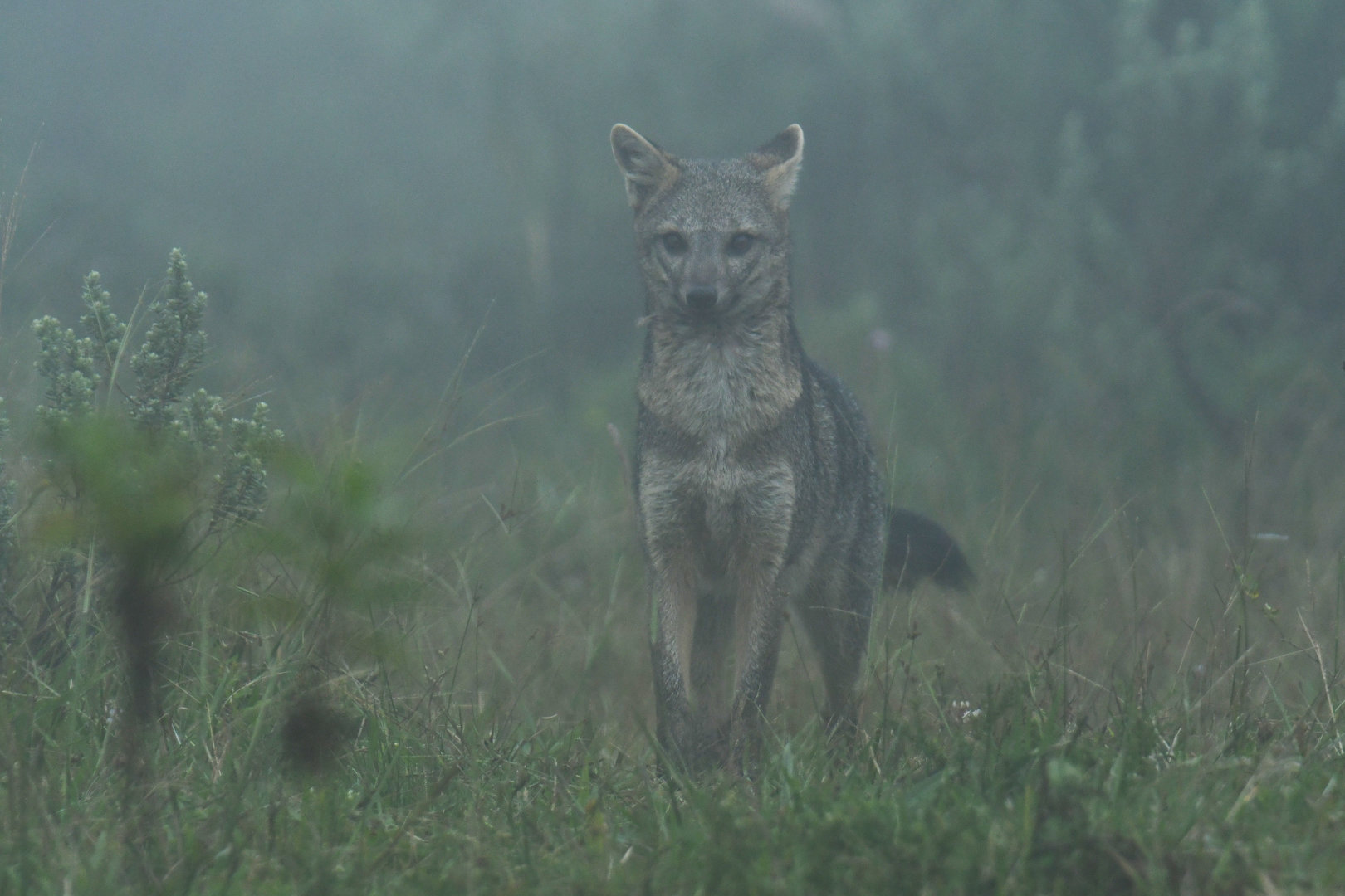 Crab-eating fox (Cerdocyon thous)
