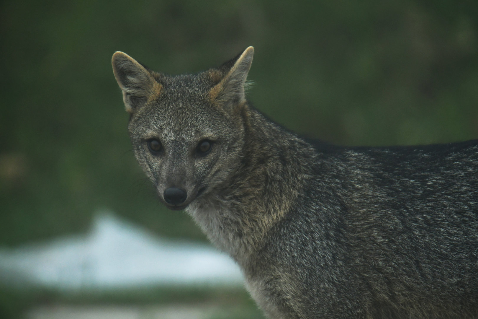 Crab-eating fox (Cerdocyon thous)