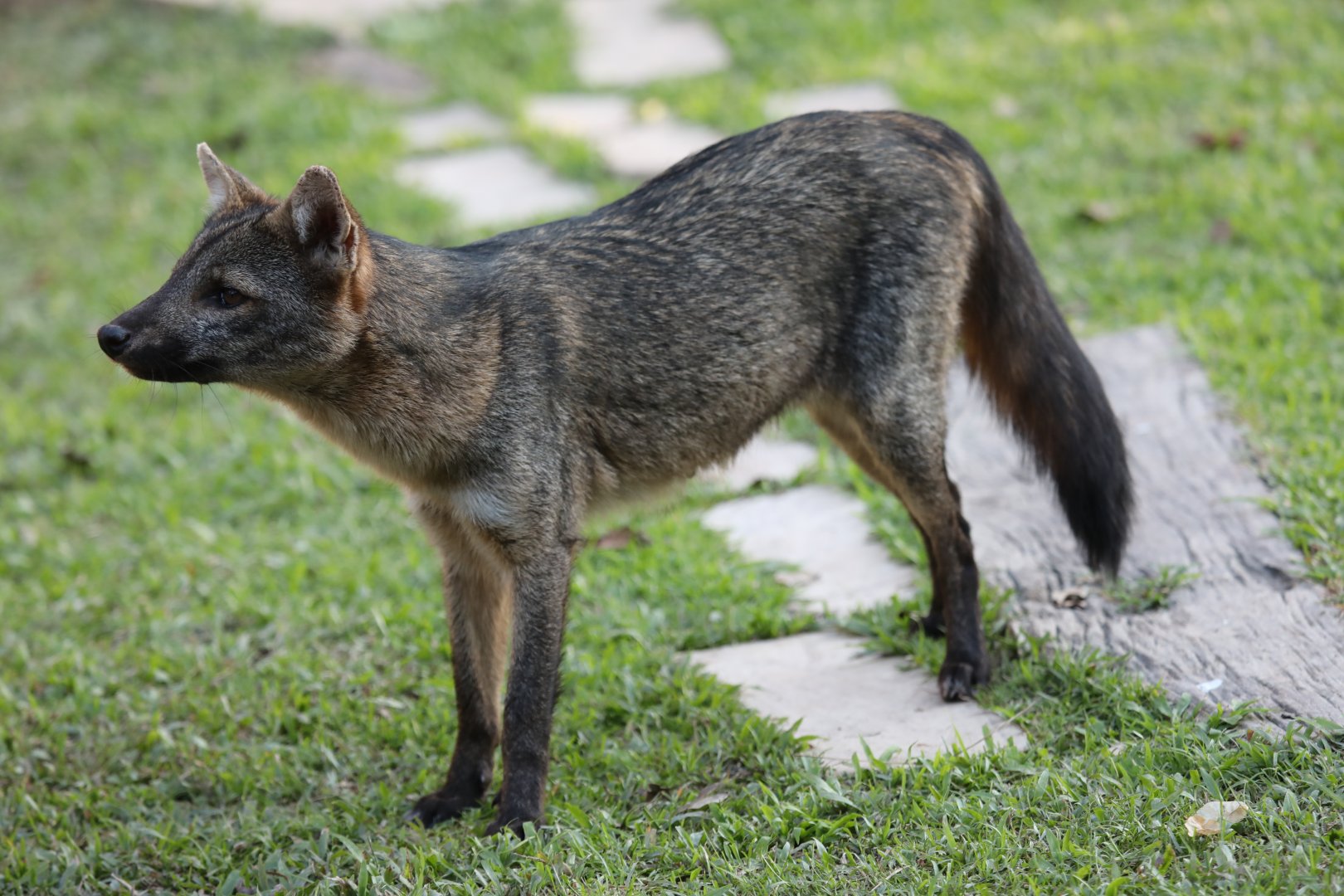 crab-eating fox (Cerdocyon thous)