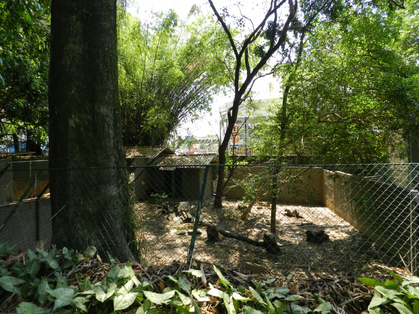 Crab-eating fox exhibit - Campinas zoo (BDJ)