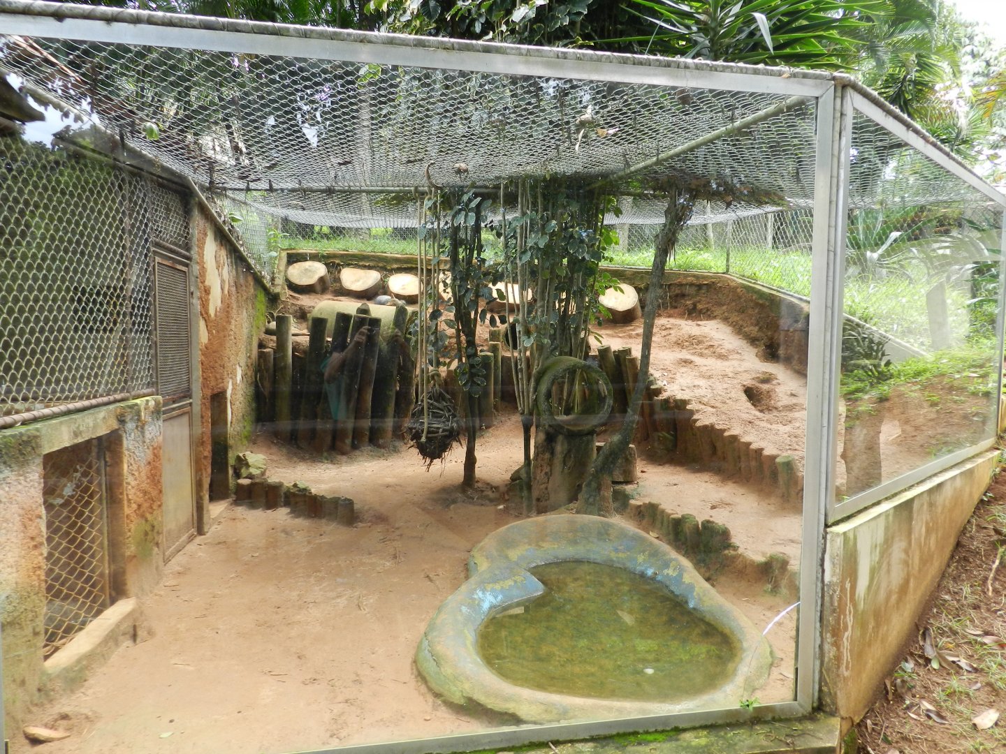 Crab-eating fox exhibit - Salvador zoo (PZGV)