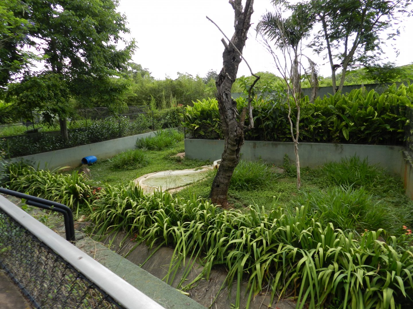 Crab-eating fox exhibit - Zoo São Paulo
