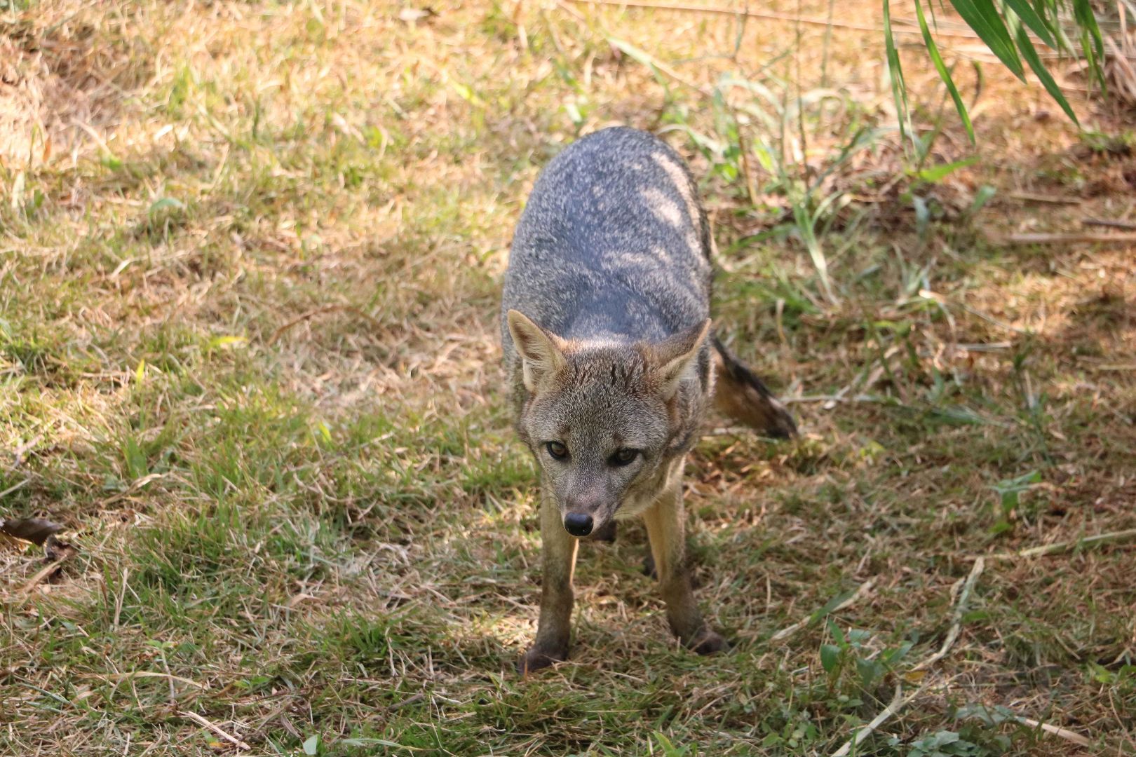 Crab-eating fox, May 2016