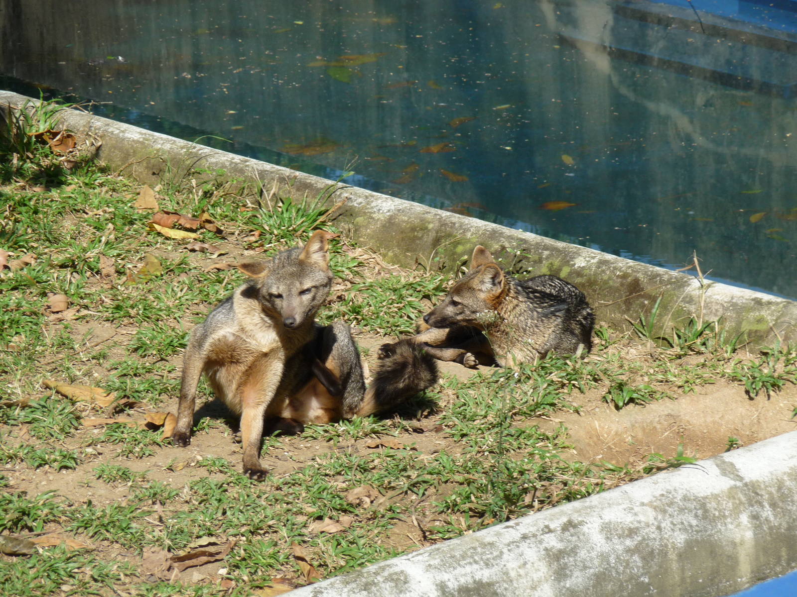 crab eating fox rio zoo