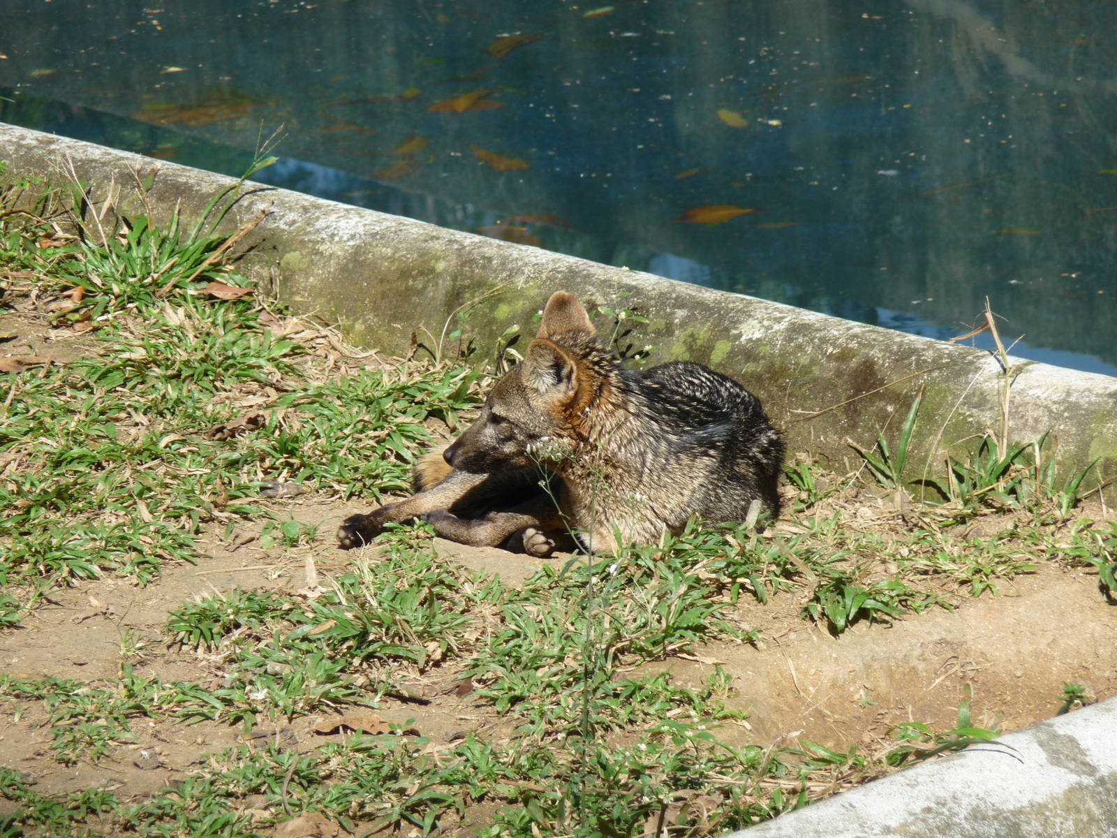 crab eating fox riozoo