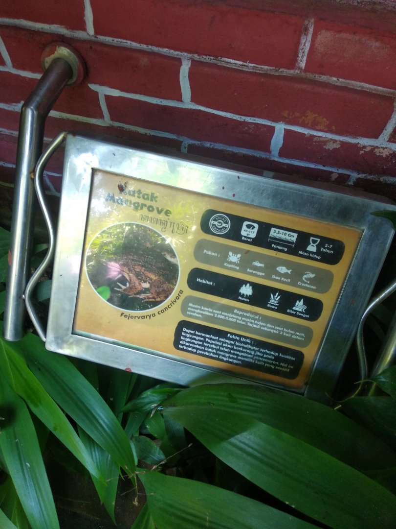 Crab-eating frog (Fejervarya cancrivora) information panel