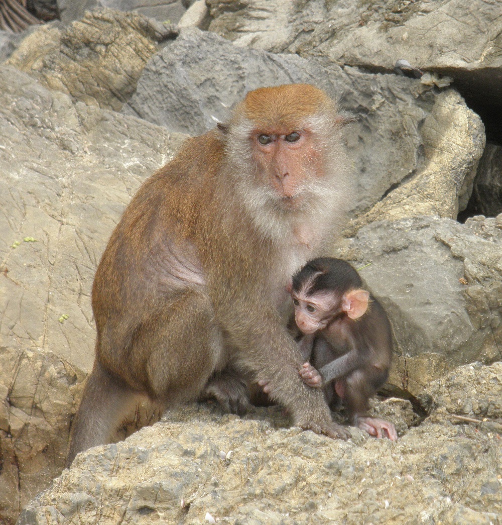 Crab-eating macaque 2 (Thai)