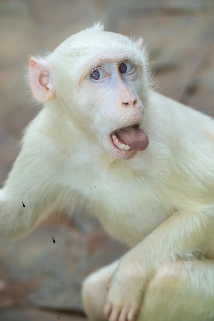 Crab-Eating Macaque (albino) - Macaca fascicularis