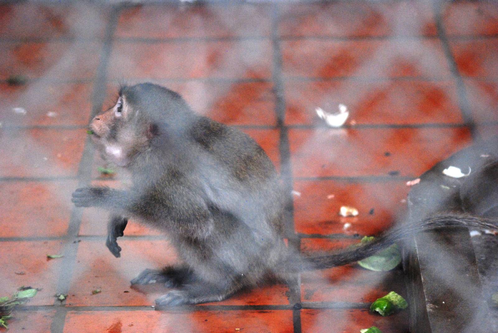 Crab-eating Macaque at Hanoi Zoo, 15/03/12