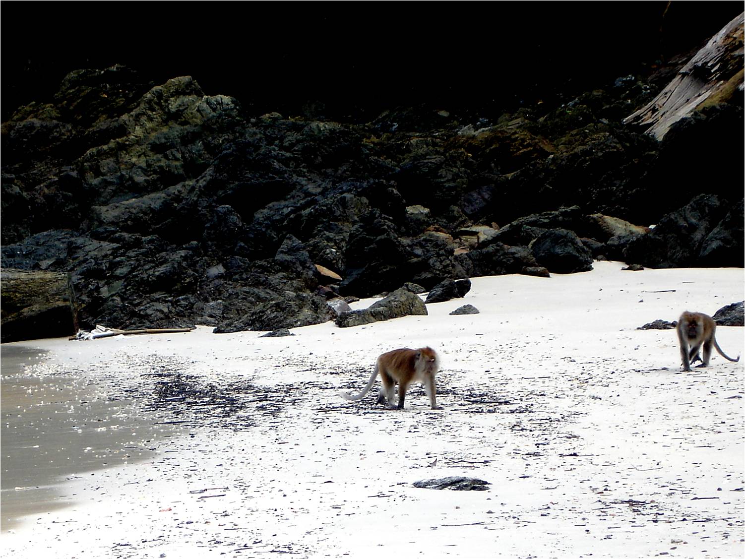 Crab-Eating Macaque at Langkawi, 14/08/09