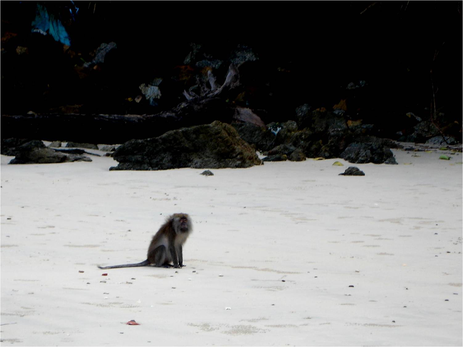 Crab-Eating Macaque at Langkawi, 14/08/09