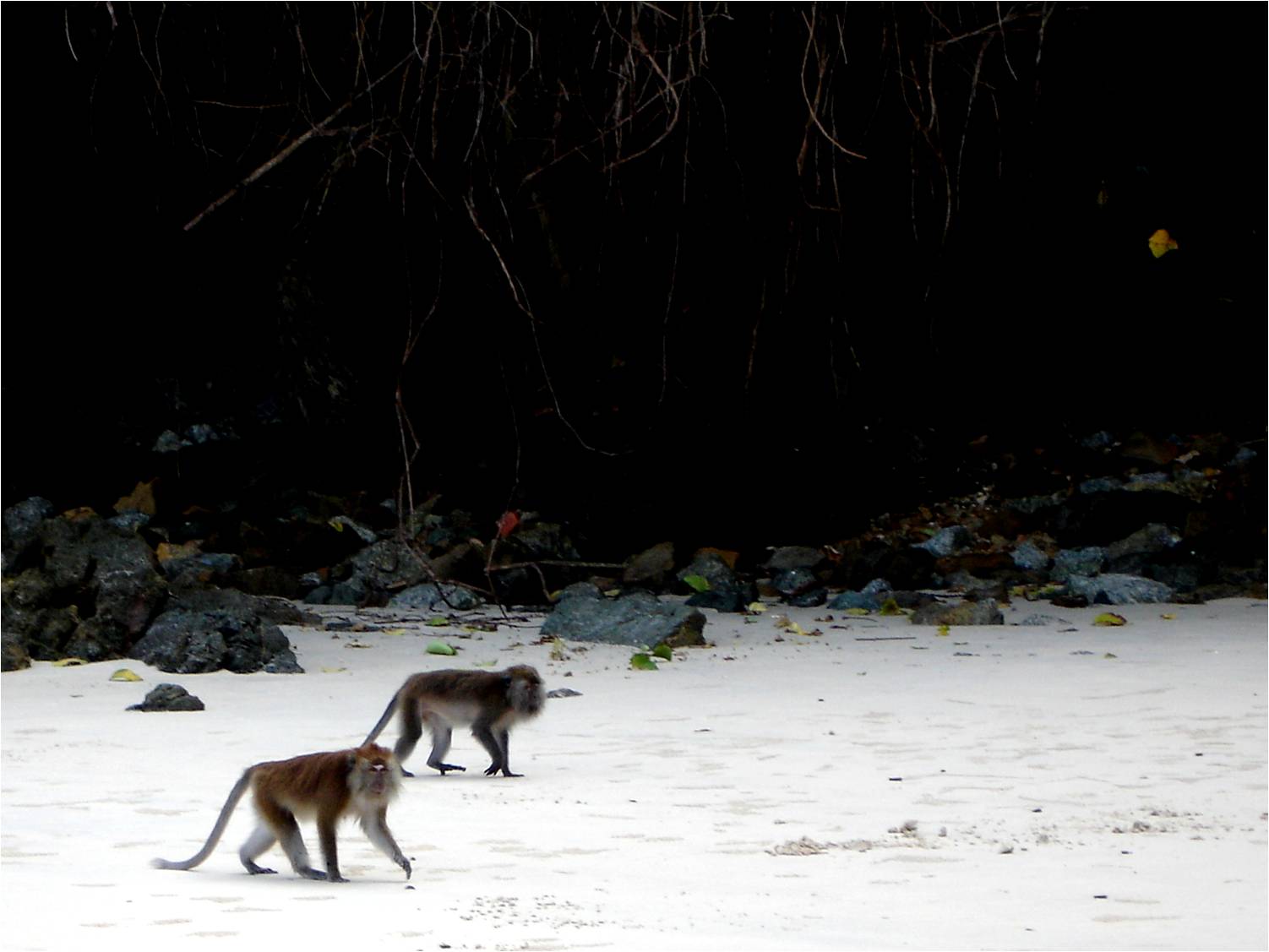 Crab-Eating Macaque at Langkawi, 14/08/09